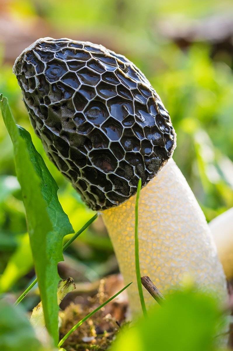 природа, макро, грибы, веселка, газон, Александр Земляной