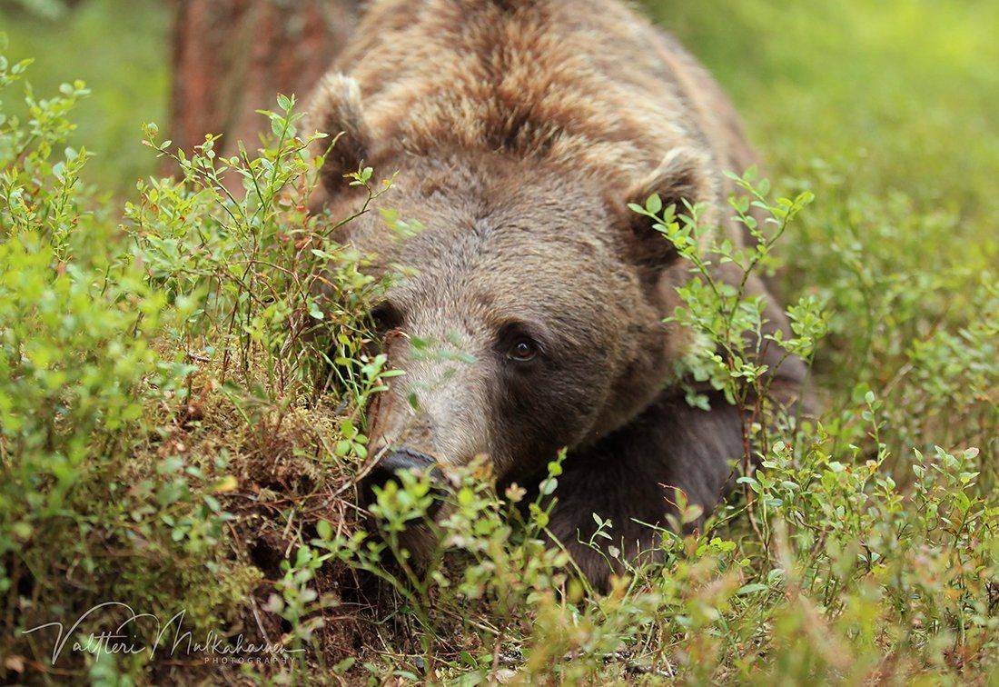 , Valtteri Mulkahainen