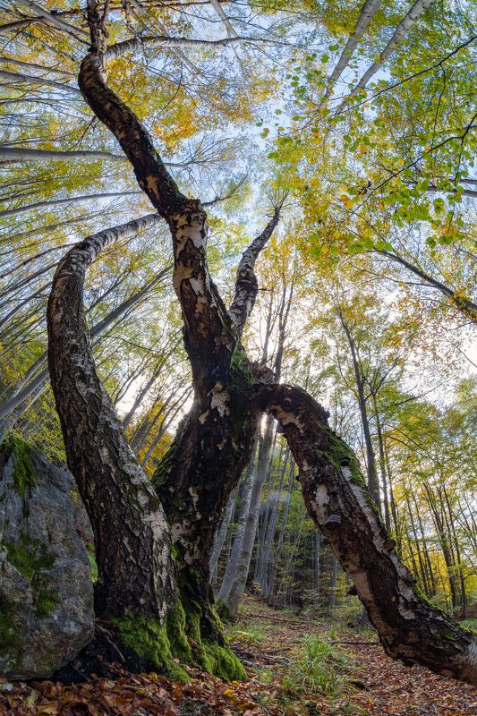 fisheye, tree, forest, mountain, landscape, sky, moss, view, nikon Fisheye view фото превью