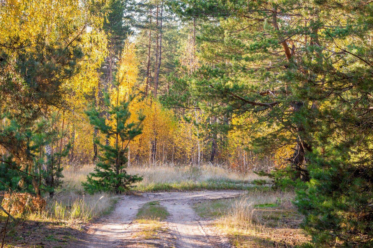 осень, октябрь, лес, дорога, Руслан Востриков