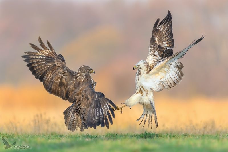 Myszołowy, Common Buzzard (Buteo buteo) ... фото превью