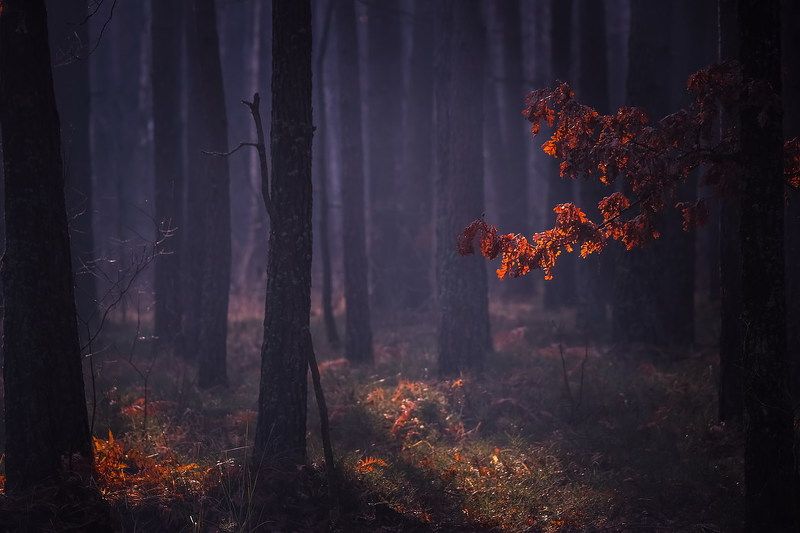 Прощальная краса фото превью