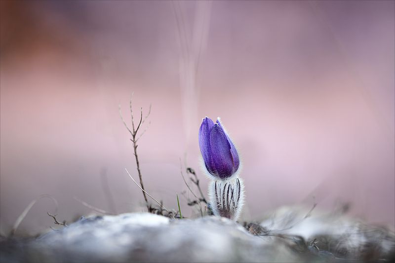 *** фото превью