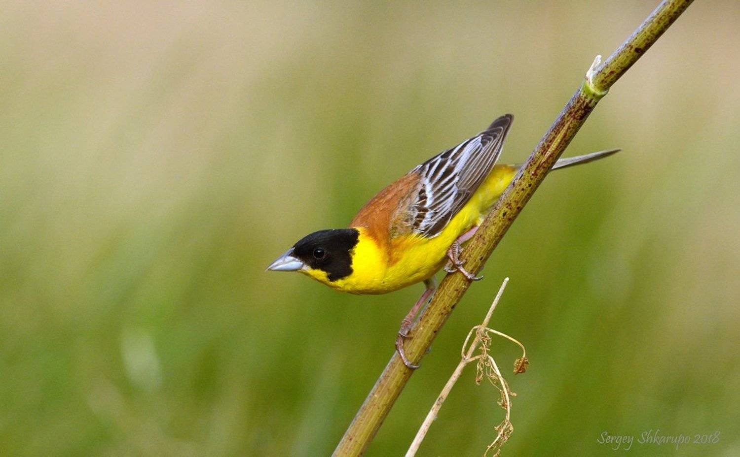 птицы, фотоохота, анималистика, wildlife, birds, Сергей Шкарупо