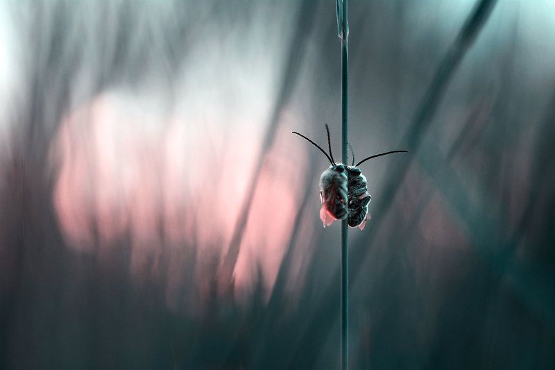 макро, вечер, свидание на закате закат, пчелы  фото превью