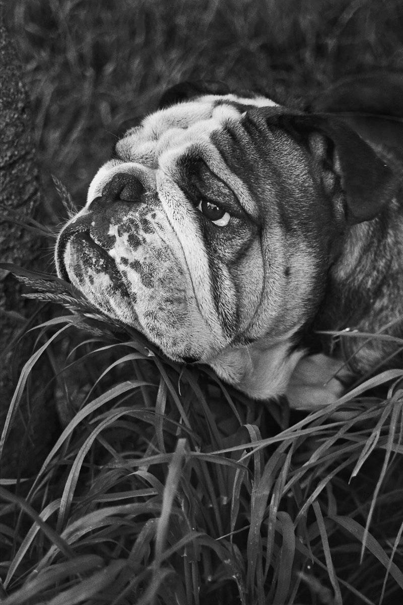 собака, глаза, взгляд, чб, апатиты, Николай Смоляк