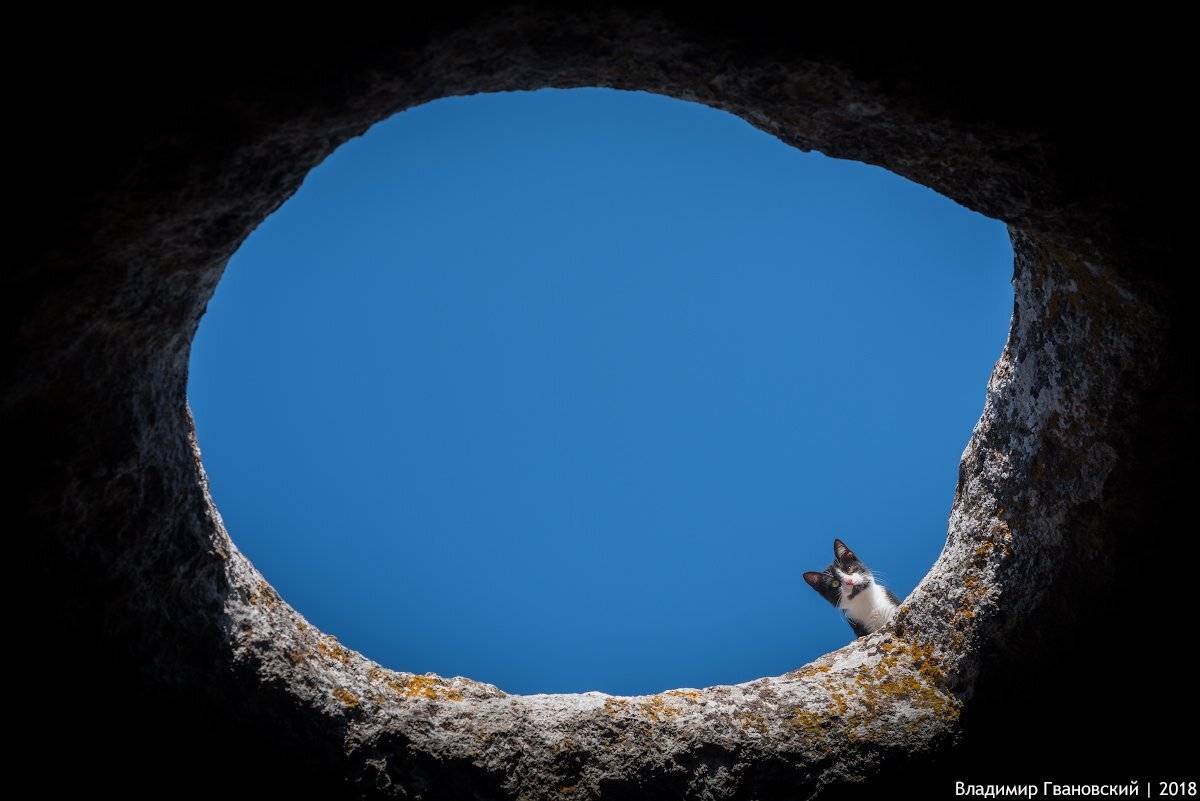 , Гвановский Владимир