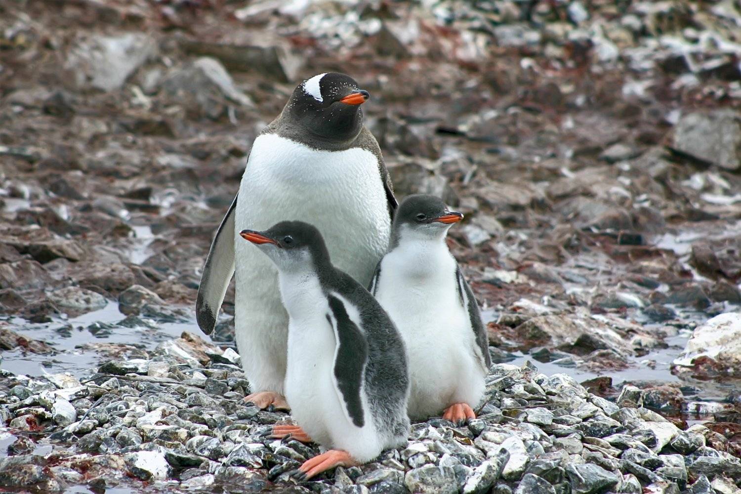 , Николай Шелепов