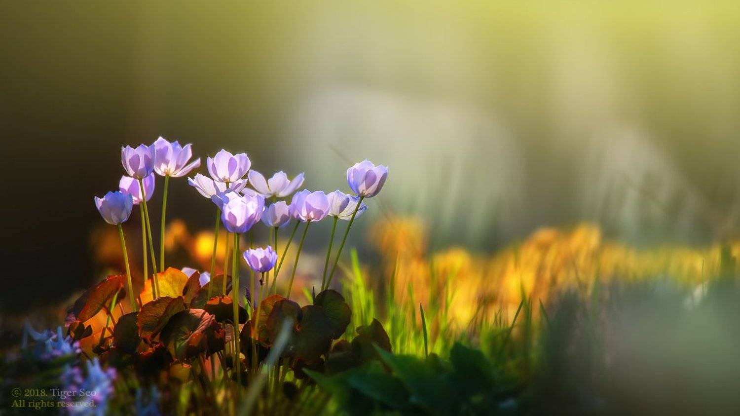 Chinese Twinleaf light flower macro colors Korea TigerSeo, Seo Tiger