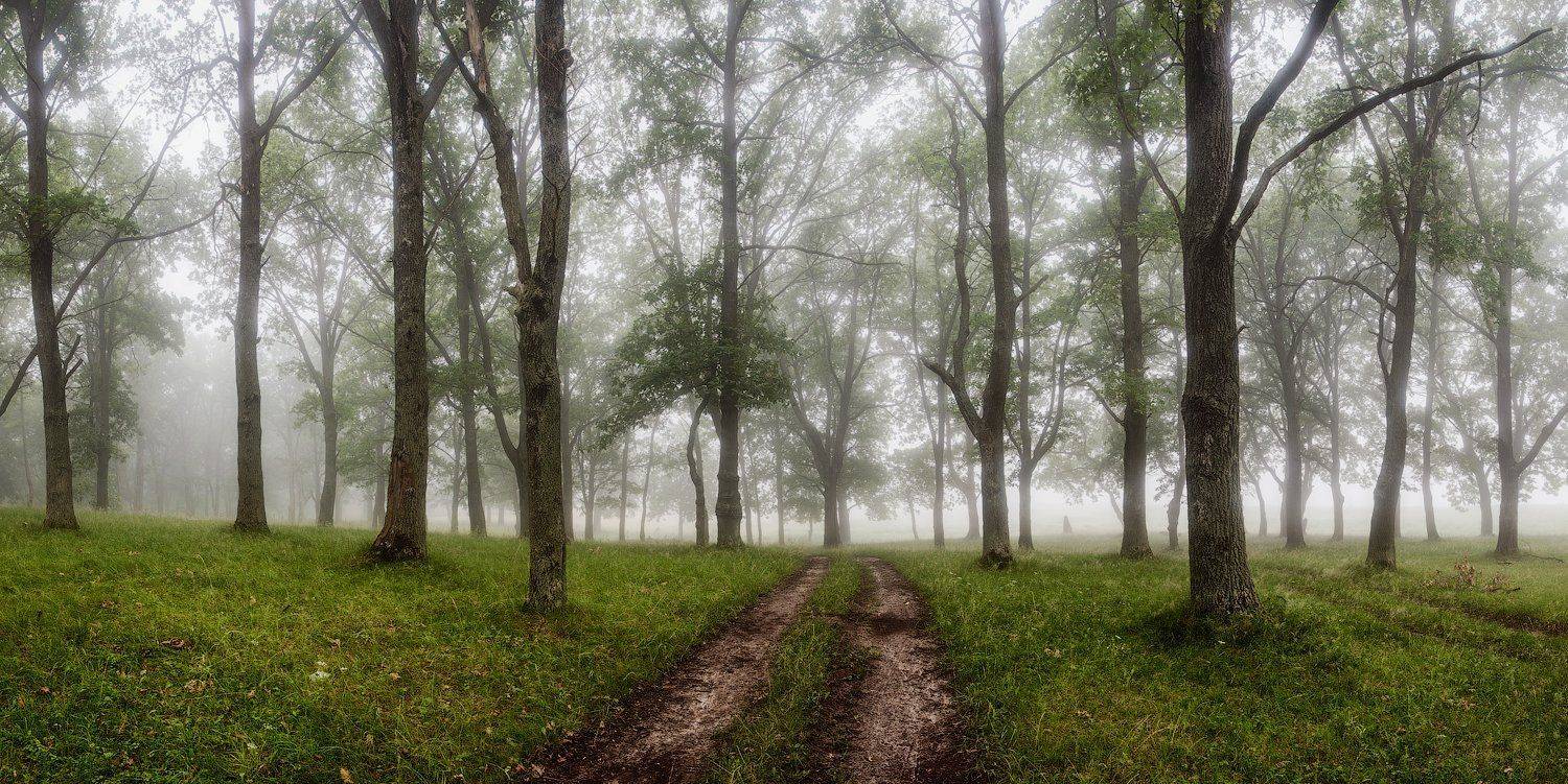 природа утро лето лес туман, Михаил Корнилов