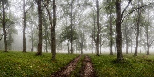 По лесной дороге..