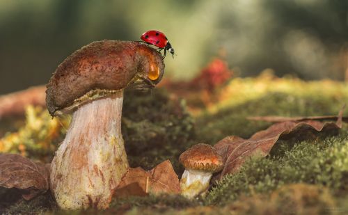 осенние зарисовки