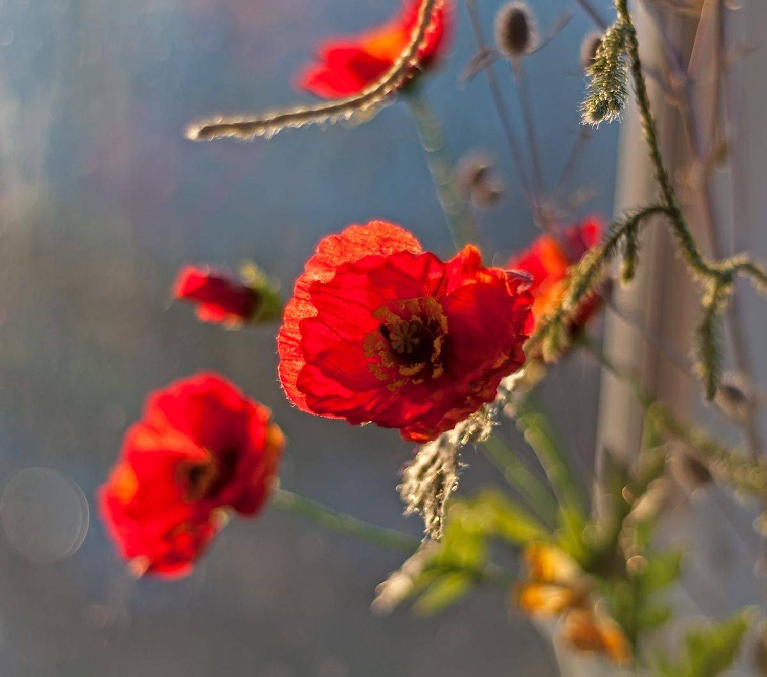 мак букет лето, Галина вокальчук