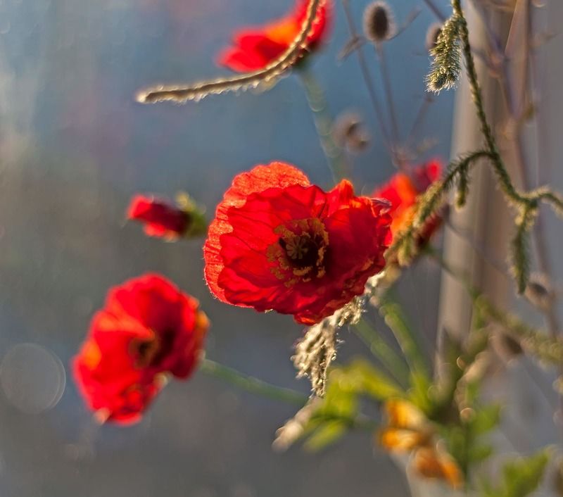 мак букет лето Маки фото превью