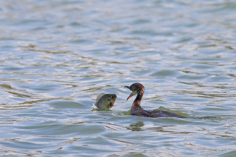 Эпическая Битва фото превью