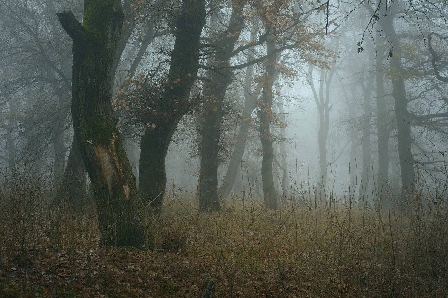 зима лес снег утро туман, Александр Жарников