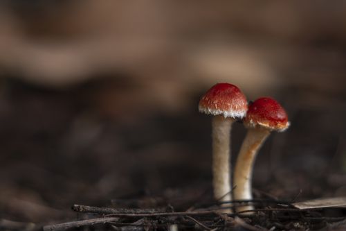 Psilocybe aurantiaca