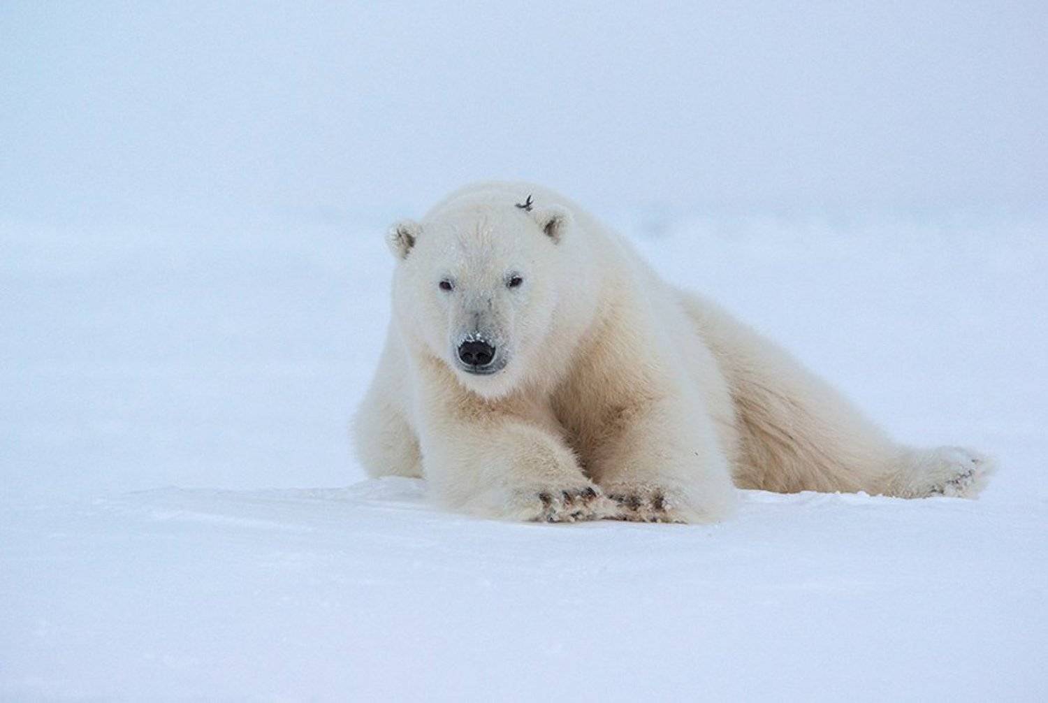 чукотка арктика море медведь белый полярный морской мыс кожевникова, Максим Деминов