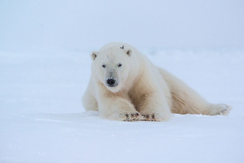 чукотка арктика море медведь белый полярный морской мыс кожевникова \