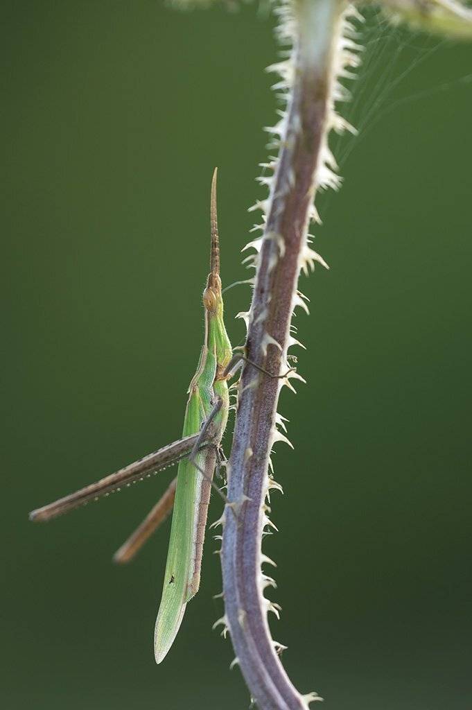 макро, насекомые, акрида, Александр Земляной