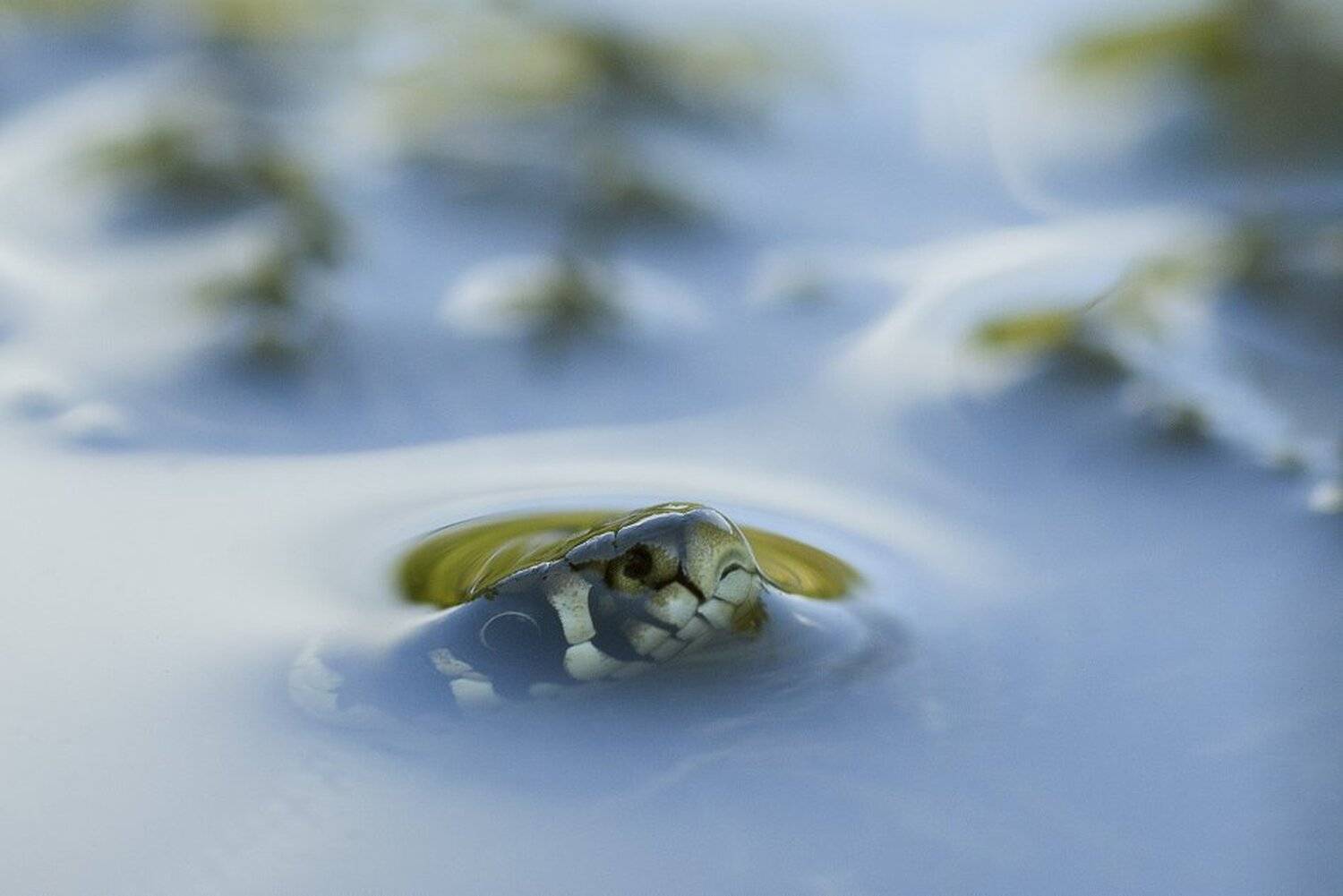 , Евгений Лукашук