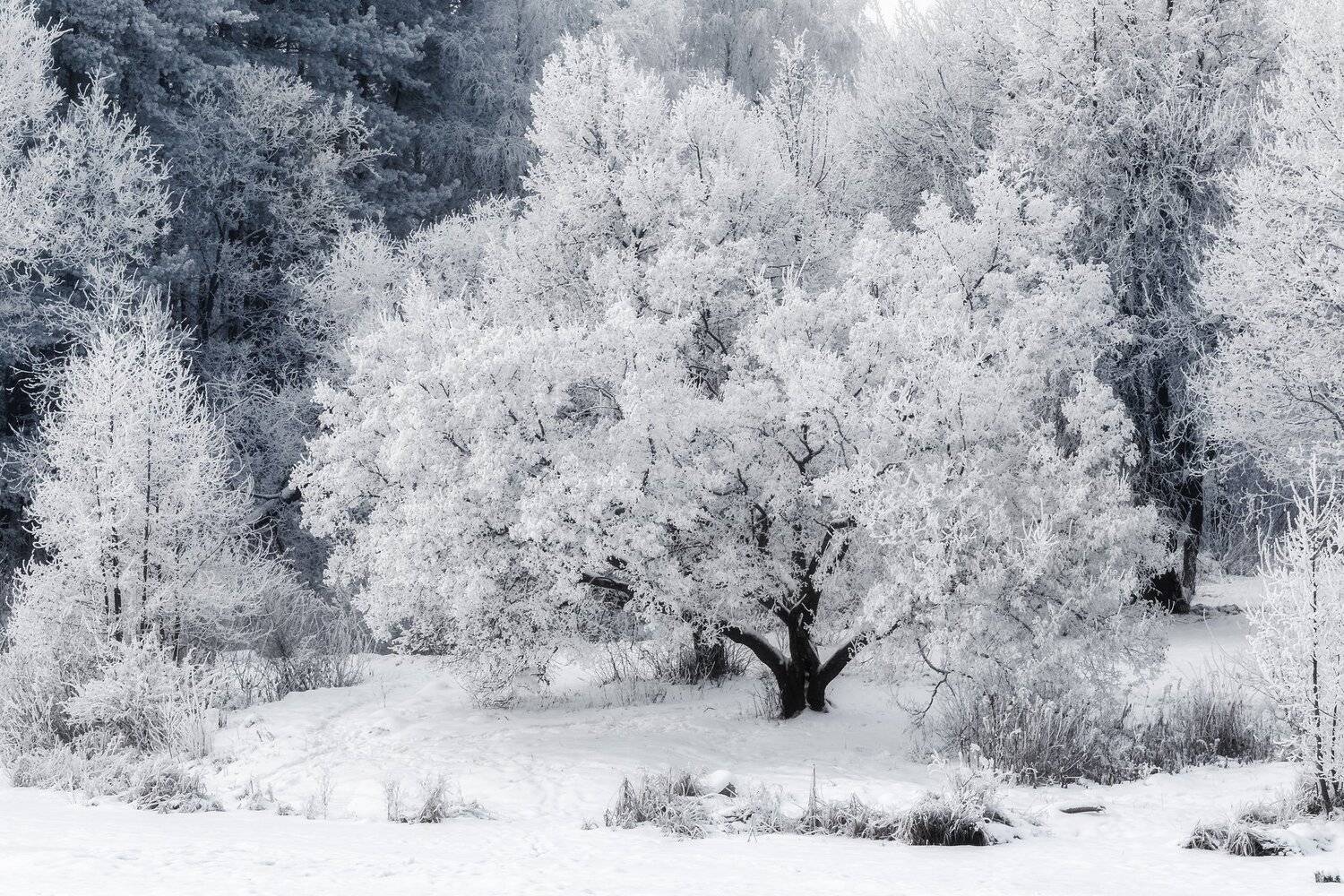 природа, пейзаж, зима, сказка, снег, Мартыненко Дмитрий