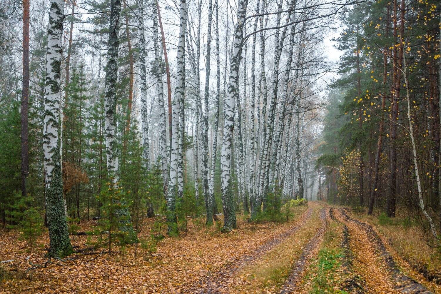 туман, осень, лес, заповедник, дорога, Руслан Востриков