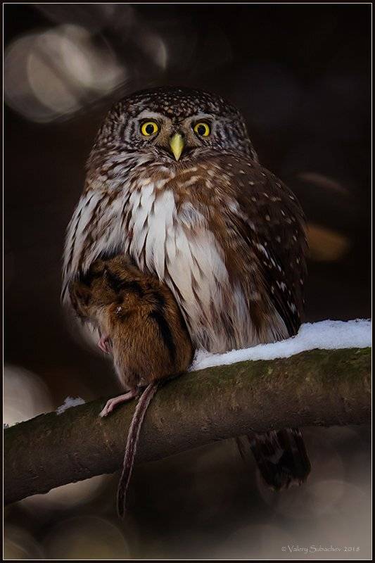 , Валерий Субачев