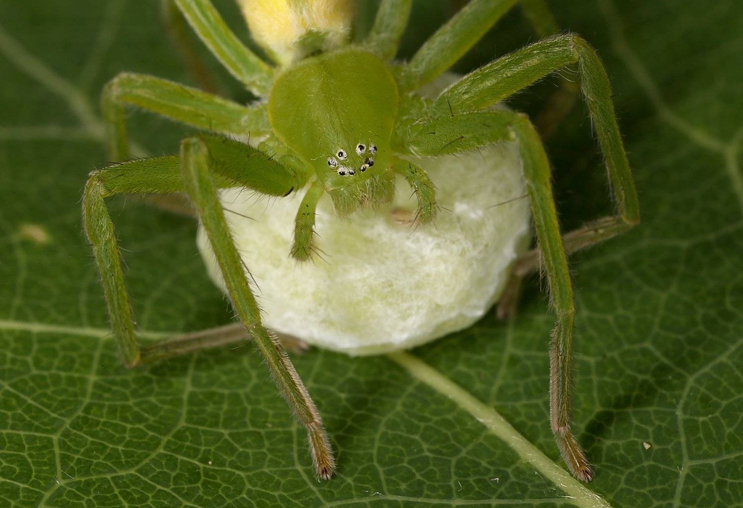 паук,кокон., Александр Зорин