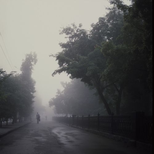 Foggy Park