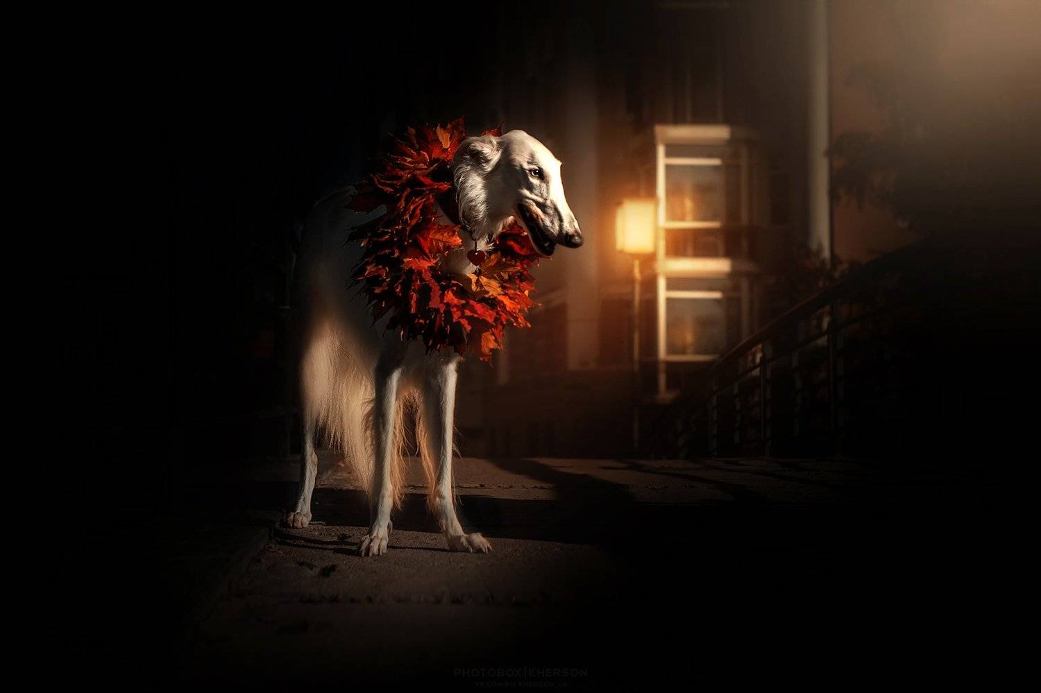 собака, анималистика, осень, Екатерина Кикоть