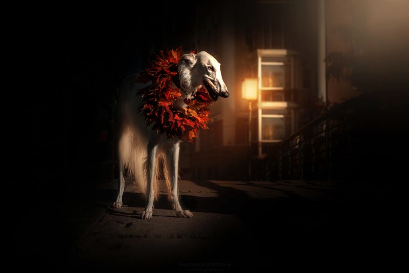 собака, анималистика, осень Ночь, улица, фонарь фото превью