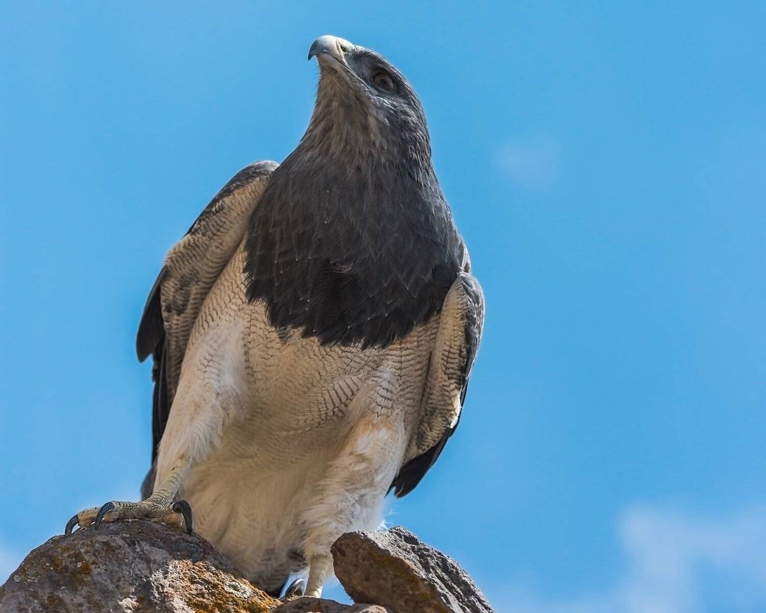 перу, Александр Маркелов