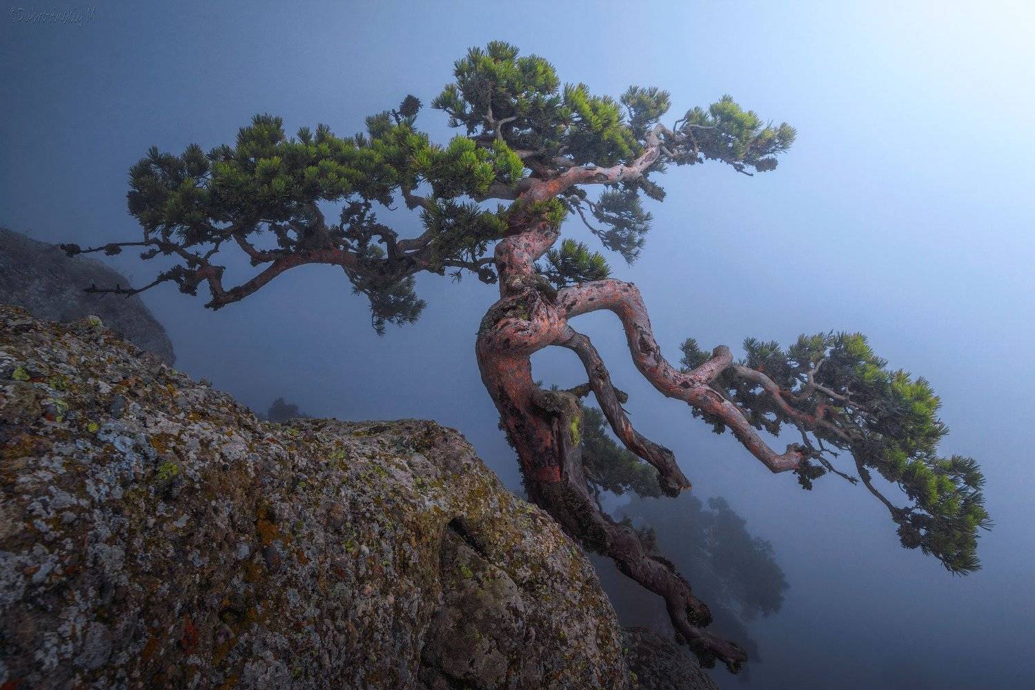 крым, демерджи, сосна, туман, Михаил Дубровинский