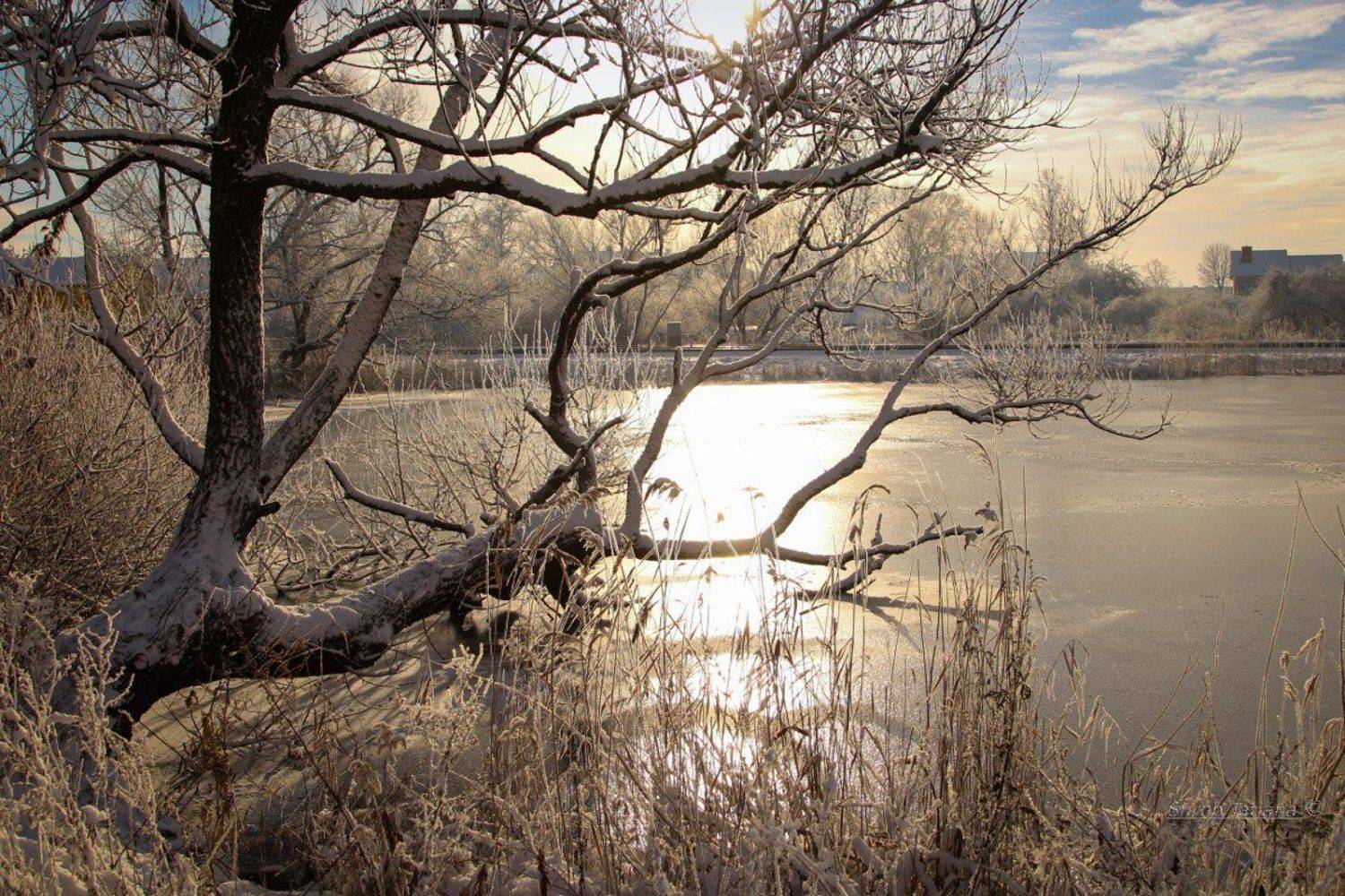 природа, озеро, дерево, лед, зима, Шруб (Беляева) Татьяна