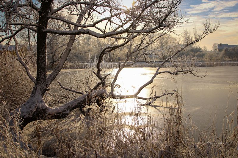 природа, озеро, дерево, лед, зима Декабрь фото превью