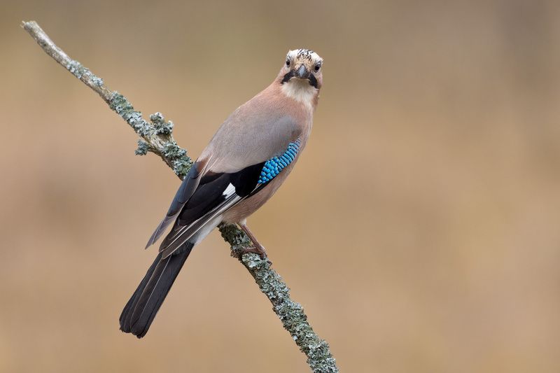 сойка сойка фото превью