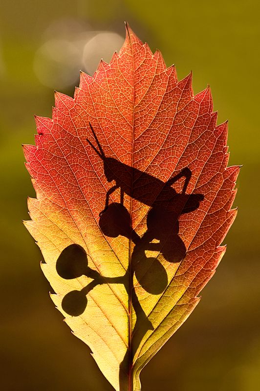 *** фото превью