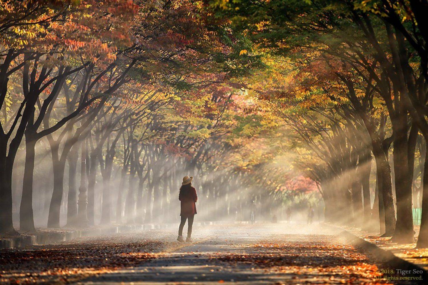 rays woman sunrise morning trees autumn color light landscape, Seo Tiger