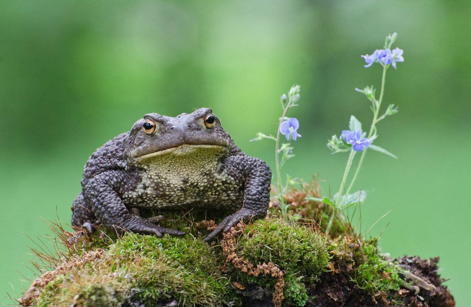 серая жаба, Михаил Агеев