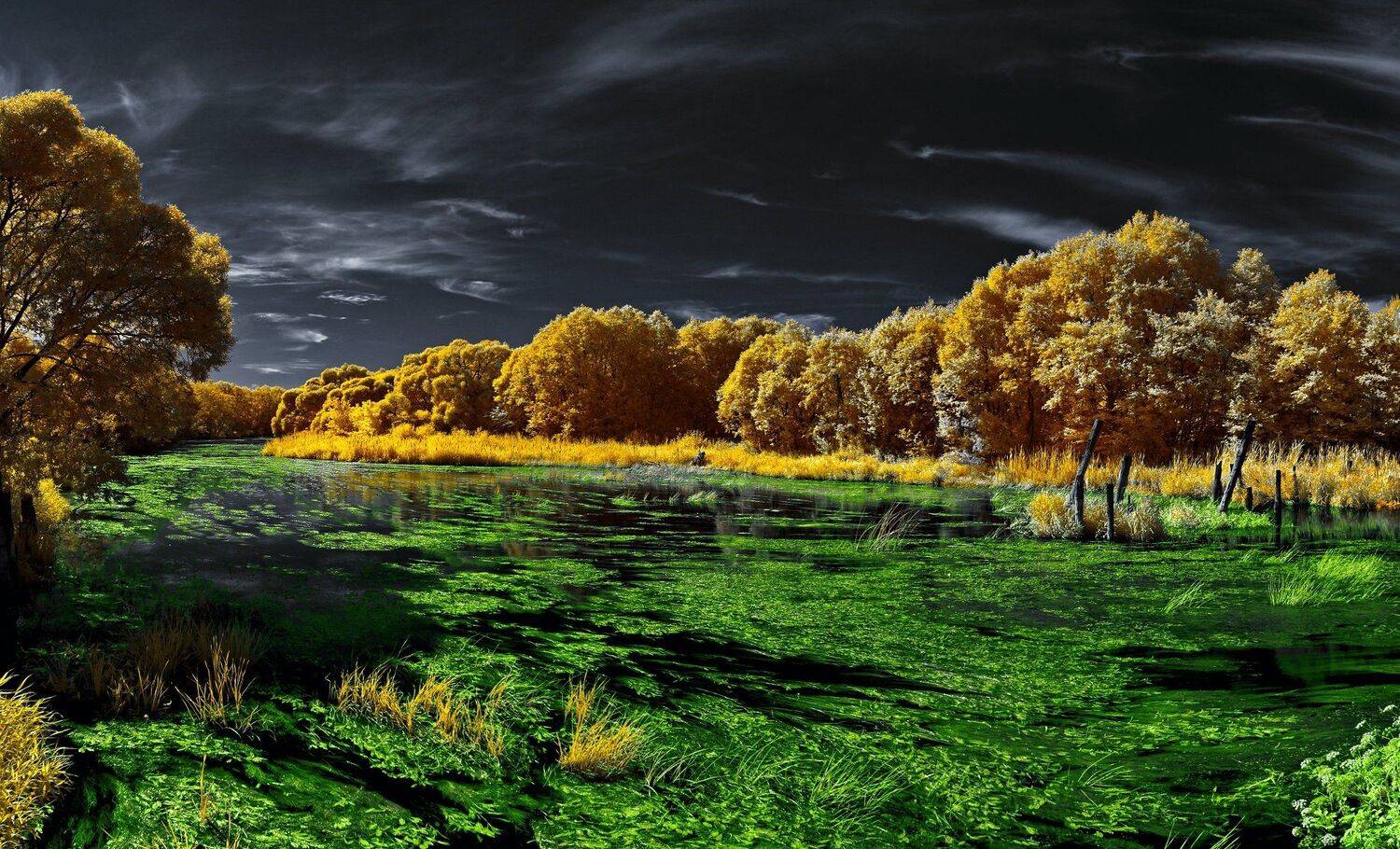 infrared,ик-фото,инфракрасное фото,инфракрасная фотография,пейзаж,природа,беларусь,лето, Sixten ( Сергей )