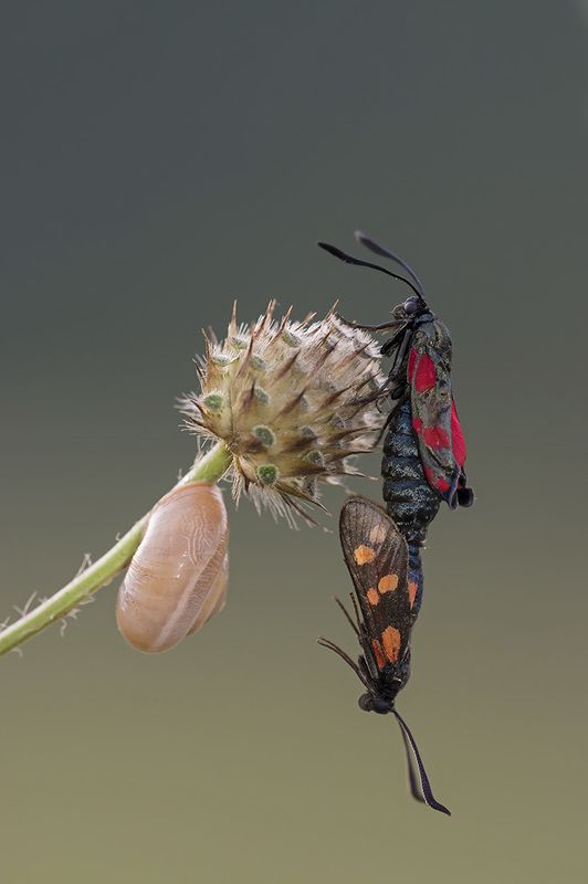 Закрученный сюжет ... фото превью