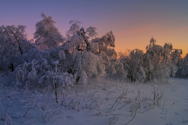 Краски зимнего леса фото превью