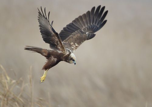 Marsh harrier