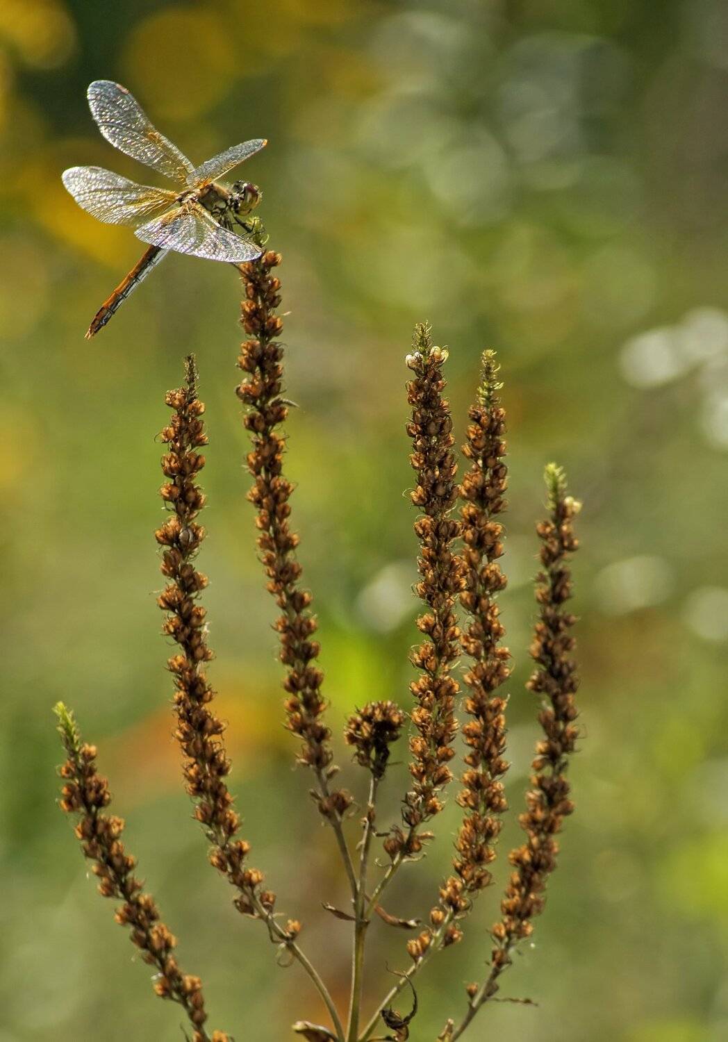 Стрекоза, Чепленко Алексей