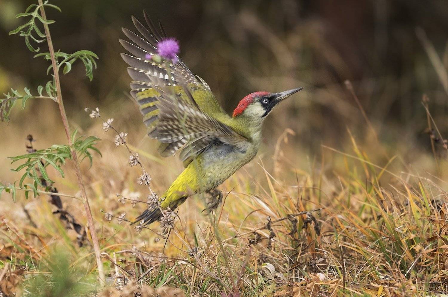 Зелёный дятел, Александр Смолкин