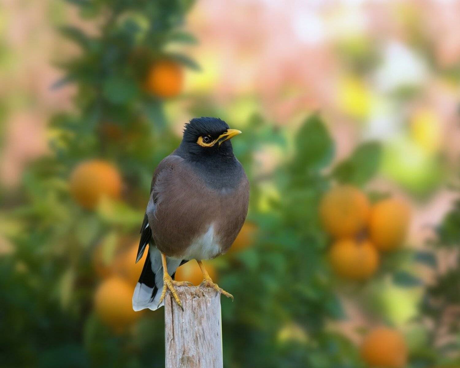 майна, скворец, декабрь, мандарины, Людмила Бекман