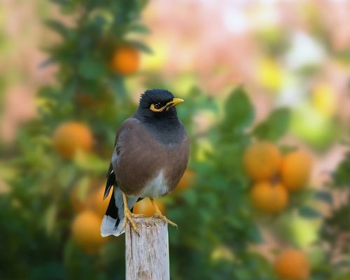 Пришёл декабрь, созрели мандарины