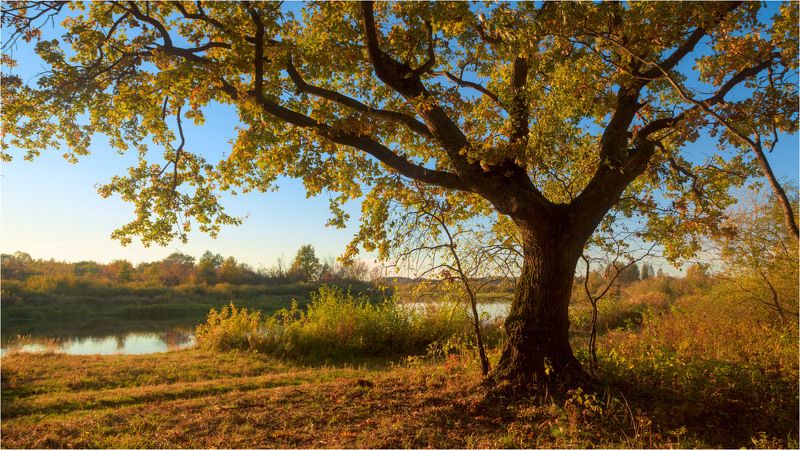 В золотом фото превью