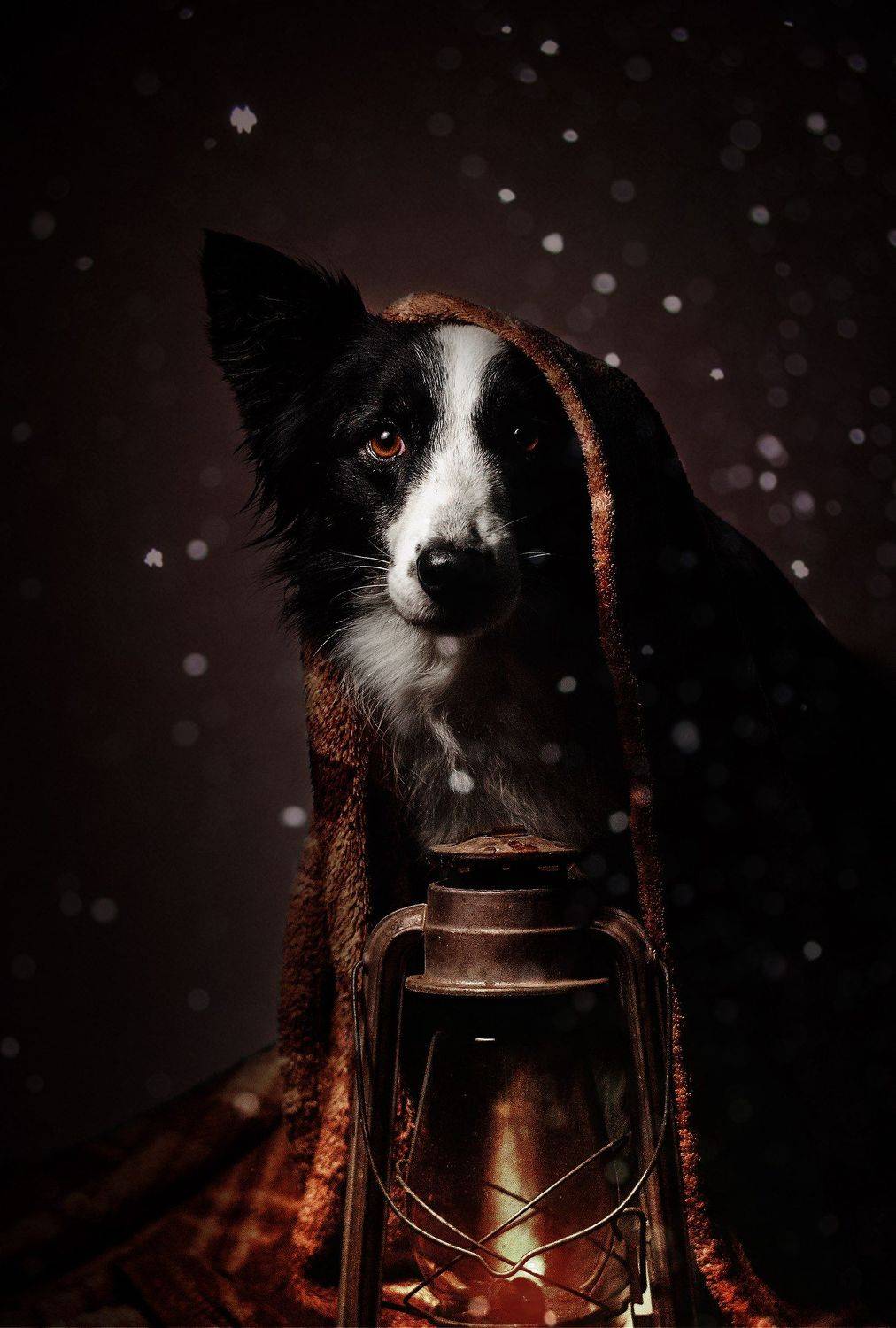 собака, анималистика, зима, Екатерина Кикоть